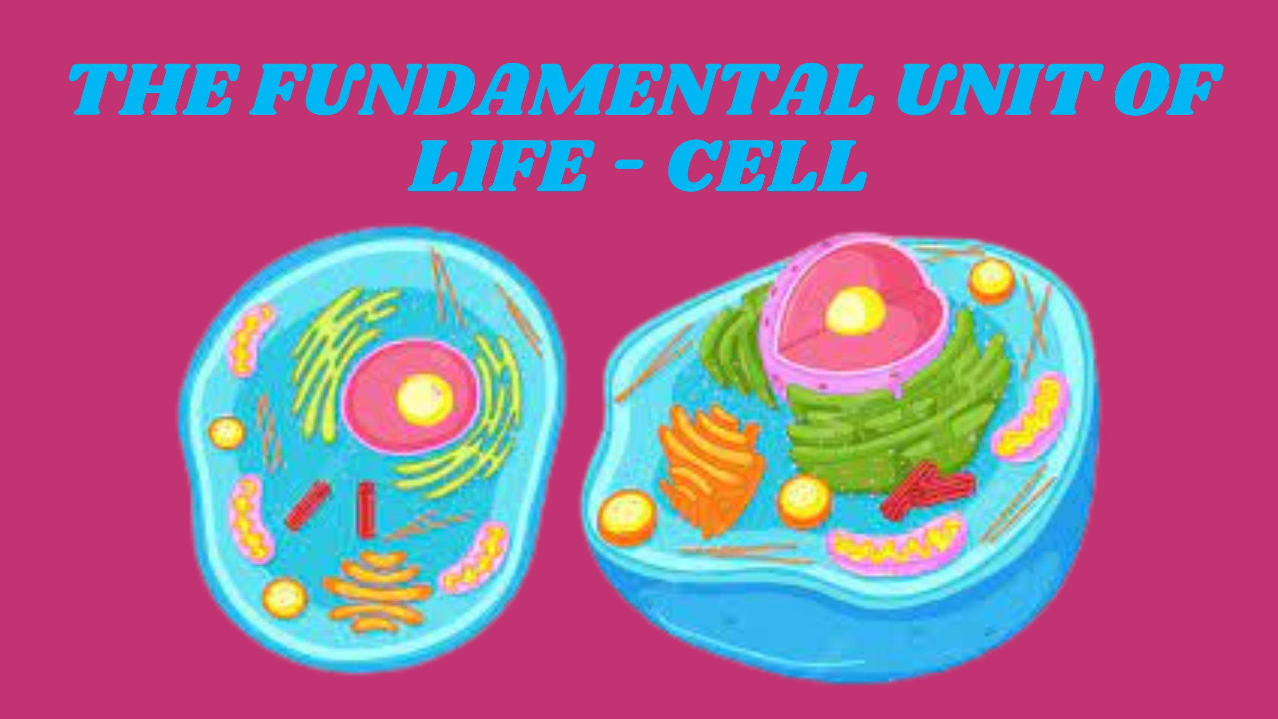 THE FUNDAMENTAL UNIT OF LIFE - CELL