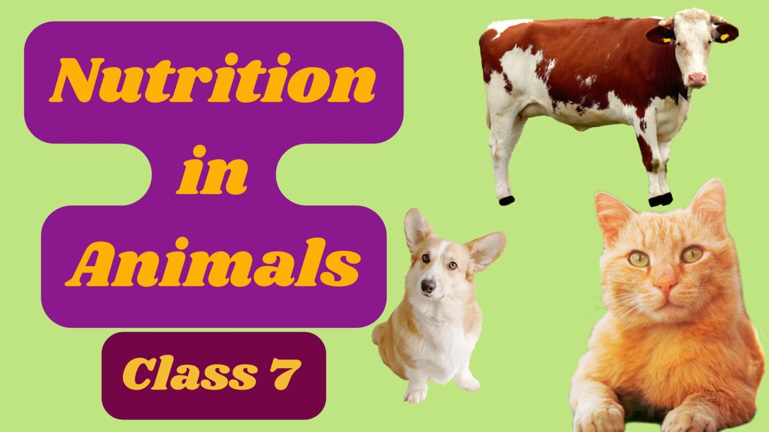 Nutrition in Animals | Class 7 | Chapter 2