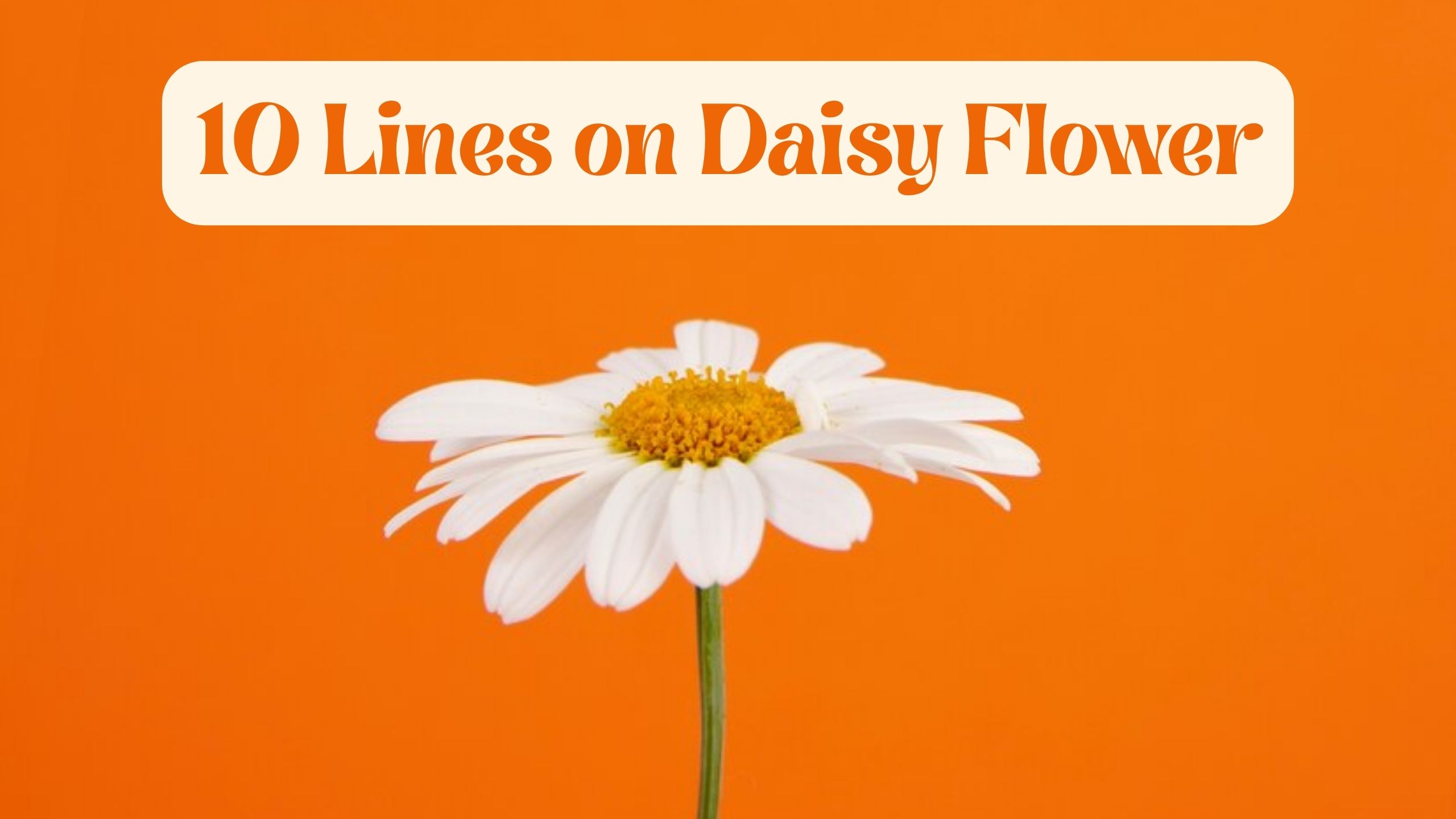 10 Lines on Daisy Flower