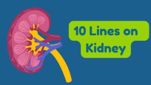 10 Lines on Kidneys in English